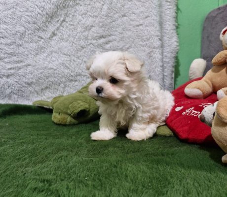 Imagem do WhatsApp de 2025-10-19 à(s) 16.37.24_8e80e821