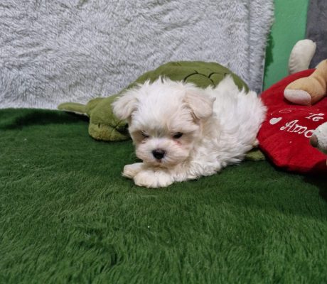 Imagem do WhatsApp de 2025-10-19 à(s) 16.37.25_de98ba3f