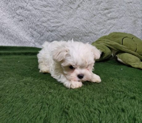 Imagem do WhatsApp de 2025-10-19 à(s) 16.37.26_2aa86638