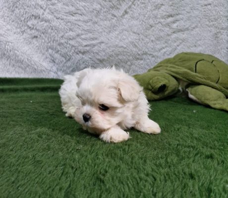 Imagem do WhatsApp de 2025-10-19 à(s) 16.37.26_51fe8531