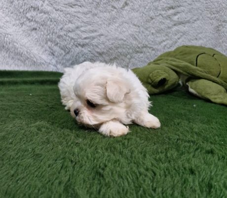 Imagem do WhatsApp de 2025-10-19 à(s) 16.37.26_bc176150