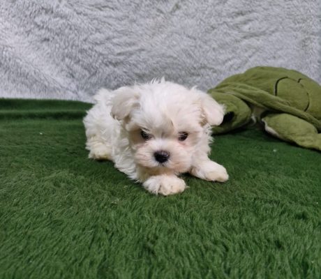 Imagem do WhatsApp de 2025-10-19 à(s) 16.37.28_8357e988