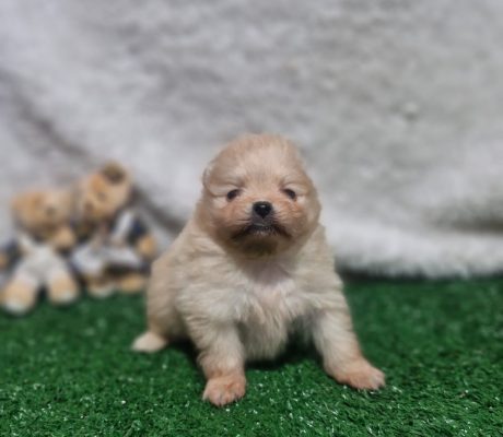 aaa